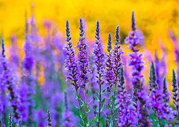 传闻：《刺客信条：Red》面临开发问题 或推迟发售